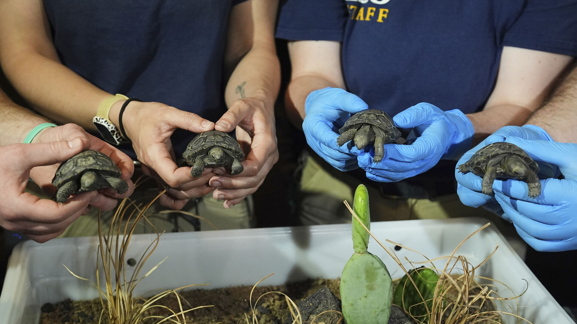 Tortoise Babies